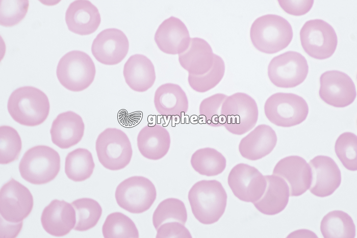 Hématies x640 - gryphea.org